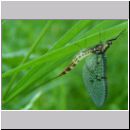 Ephemera danica - Eintagsfliege 06.jpg